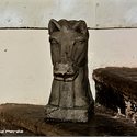 LMP_5845_kasthuvud_LP540.jpg