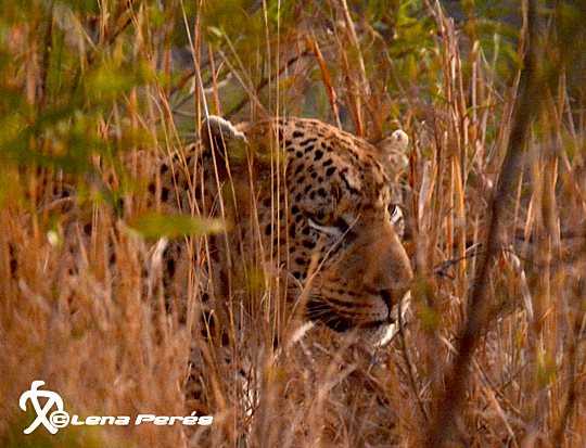 LMP_2725_Leopard_LP540.jpg