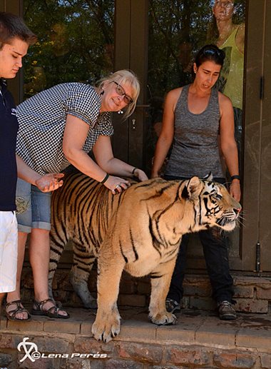LMP_1795_lenas_tigerklapp_LP540.jpg
