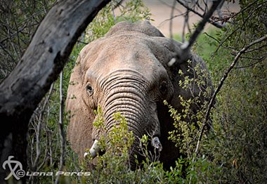 LMP_2979_Elefant_LP540.jpg